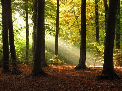 Forest meditation